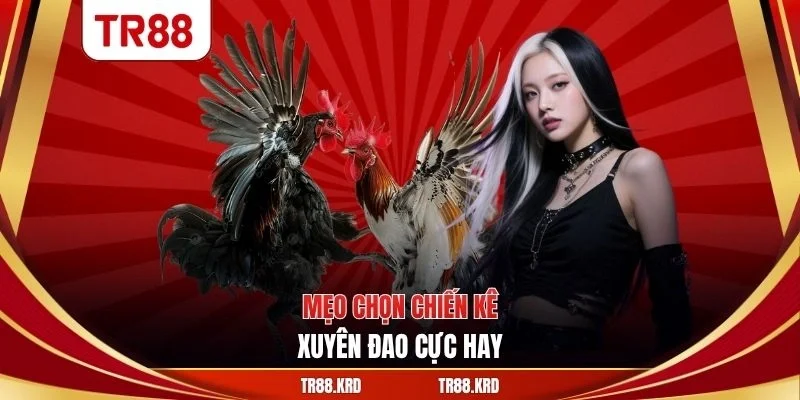 Mẹo chọn chiến kê xuyên đao cực hay